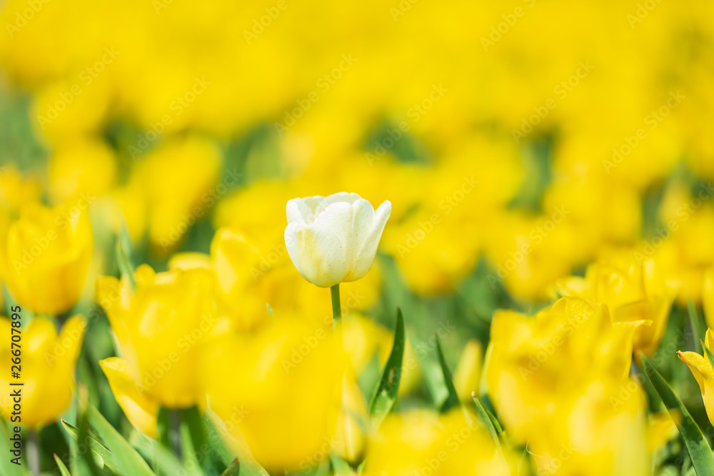 Single white Dutch tulip growing in a yellow flower bed during Springtime Single white Dutch tulip growing in a yellow flower bed during Springtime