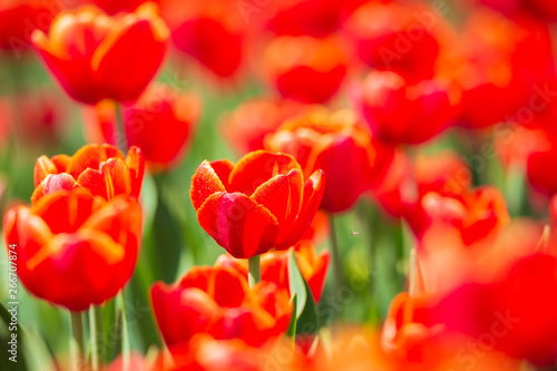 Closeup of rows Dutch red tulips in a flower field Holland