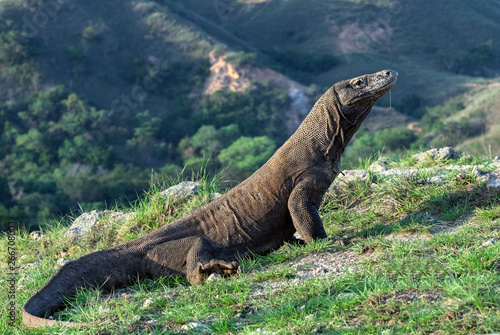 Komodo dragon.  Scientific name  Varanus Komodoensis. Natural habitat. Indonesia. Rinca Island.