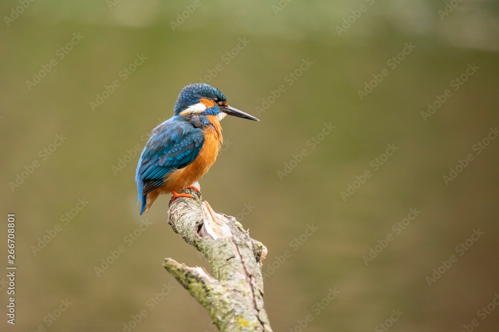 Kingfisher, Alcedo atthis Kingfisher, Alcedo atthis