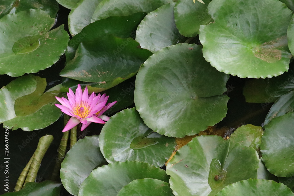 Lotus flower on swarmp in a park Lotus flower on swarmp in a park