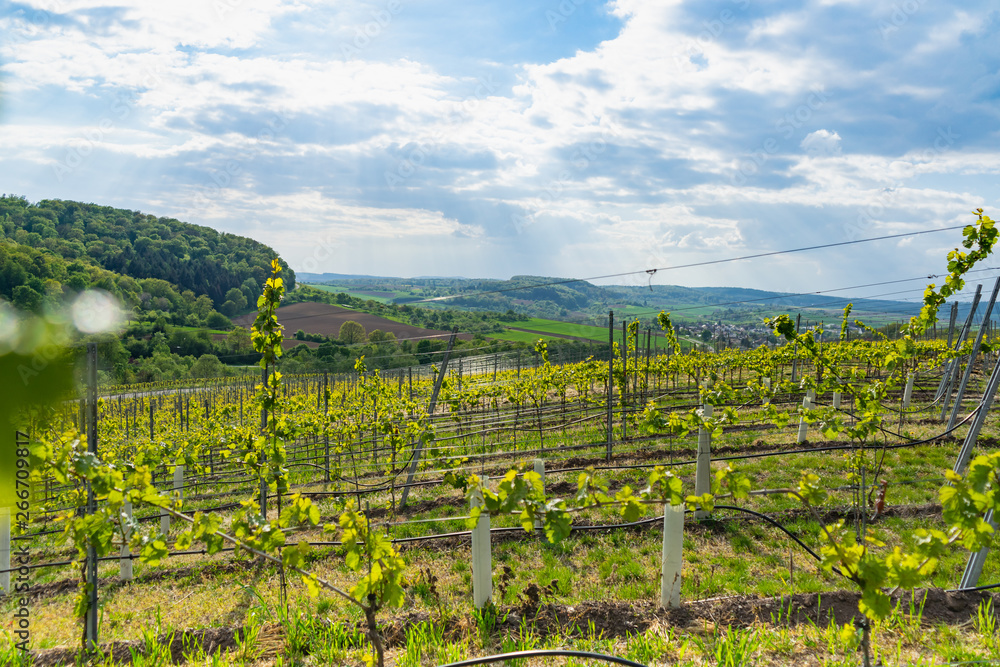 Fototapeta premium Landscape, view through the vineyards on a sunny day with clouds