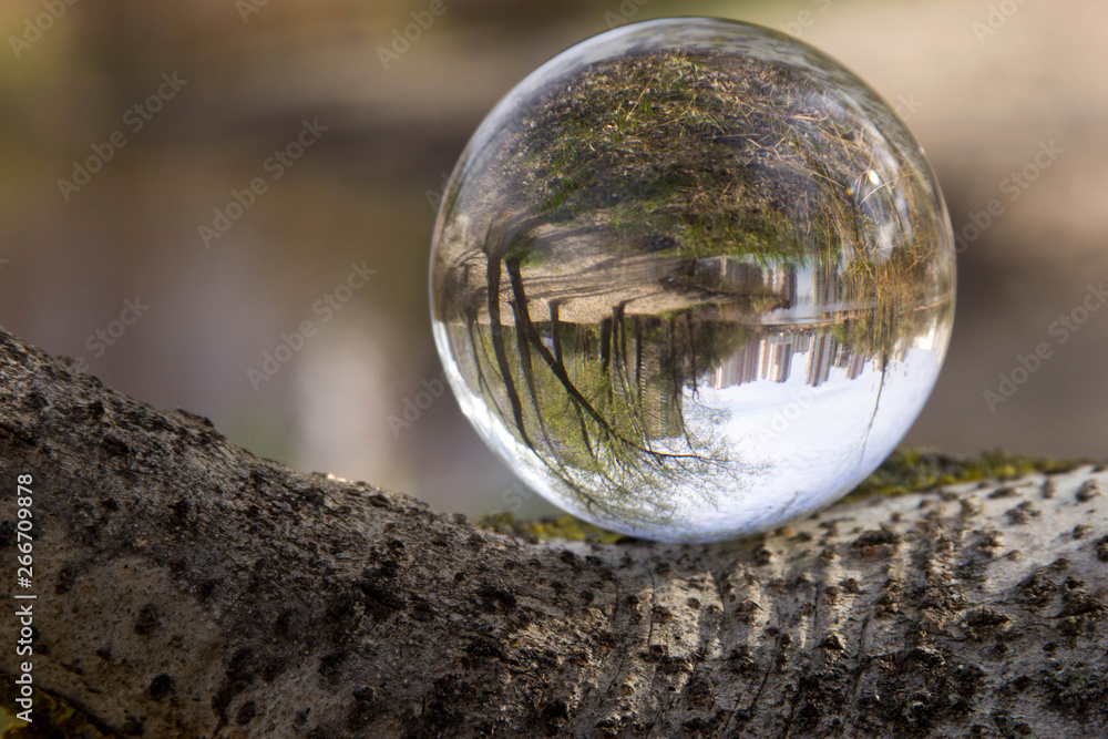 Nature in a glass bowl Nature in a glass bowl