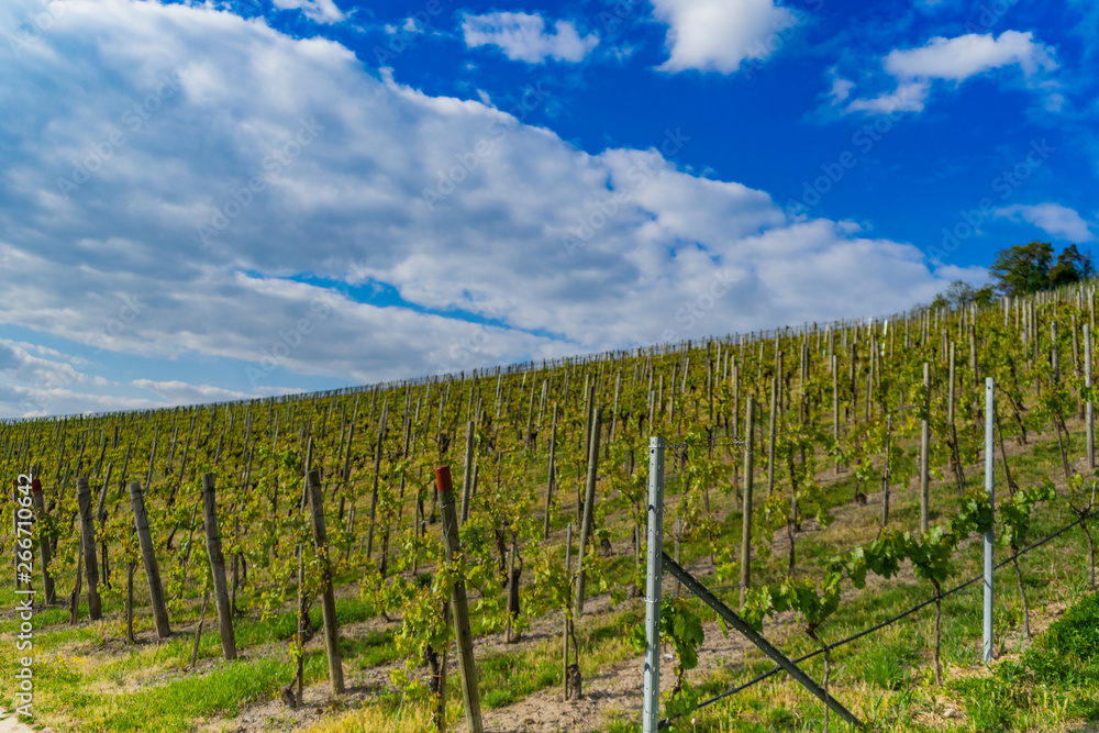 Landscape, view through the vineyards on a sunny day with clouds