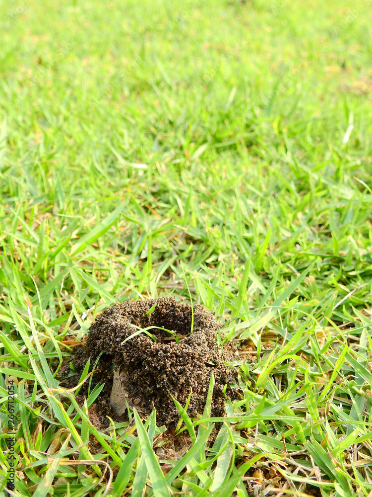 Obraz premium Ant nest on the ground with grass