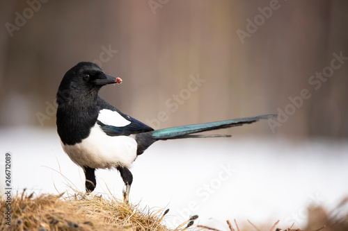 Billede på lærred Magpie, Pica pica