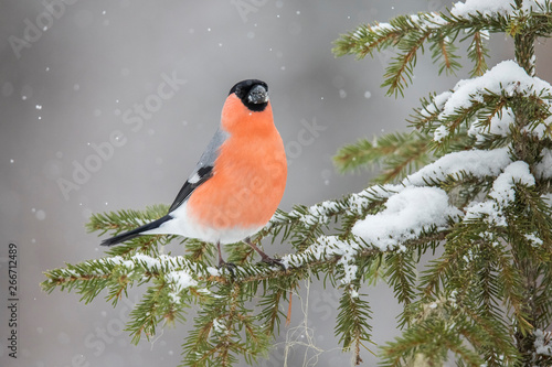 Εκτύπωση καμβά Bullfinch, Pyrrhula pyrrhula