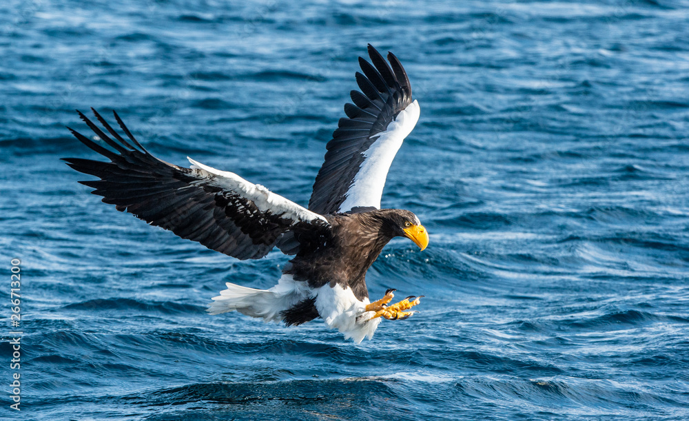 uvenile White-tailed eagle fishing. Blue Ocean Background. Scientific name: Haliaeetus albicilla, also known as the ern, erne, gray eagle, Eurasian sea eagle and white-tailed sea-eagle. uvenile White-tailed eagle fishing. Blue Ocean Background. Scientific name: Haliaeetus albicilla, also known as the ern, erne, gray eagle, Eurasian sea eagle and white-tailed sea-eagle.