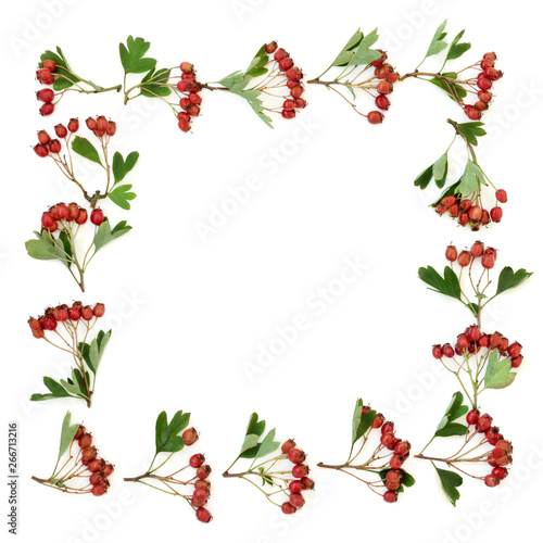 Hawthorn berry abstract background border on white. Used in herbal medicine to lower blood pressure, improve circulation and help with cardiovascular problems.