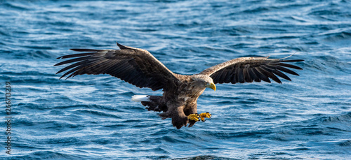 White-tailed eagle fishing. Blue Ocean Background. Scientific name: Haliaeetus albicilla, also known as the ern, erne, gray eagle, Eurasian sea eagle and white-tailed sea-eagle.