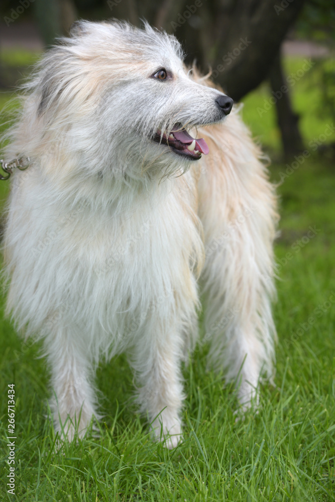 white fluffy dog metis on the background of green grass