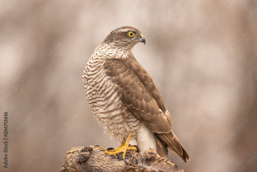 Sparrow Hawk, Accipiter nisus Sparrow Hawk, Accipiter nisus