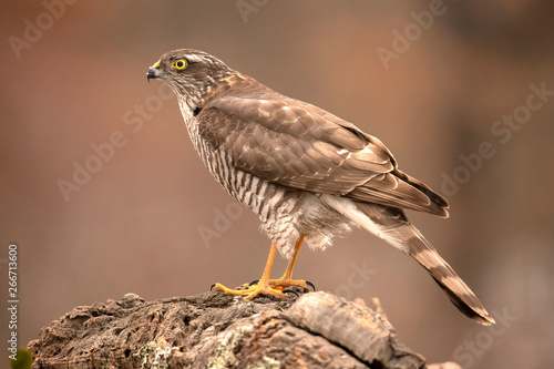 Sparrow Hawk, Accipiter nisus