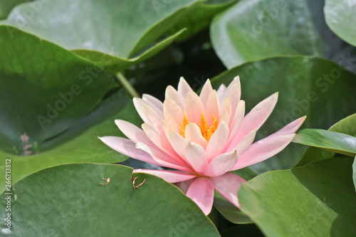 Lotus flower on swarmp in a park