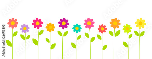 Colorful summer flowers growing in the garden on white background photo