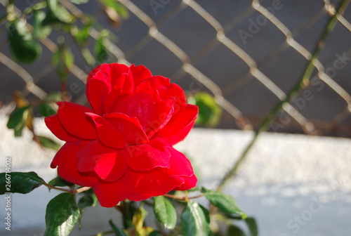 Red Floral Rose, Flower Portrait