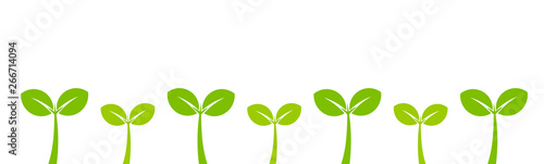 Little green plants seedlings growing.