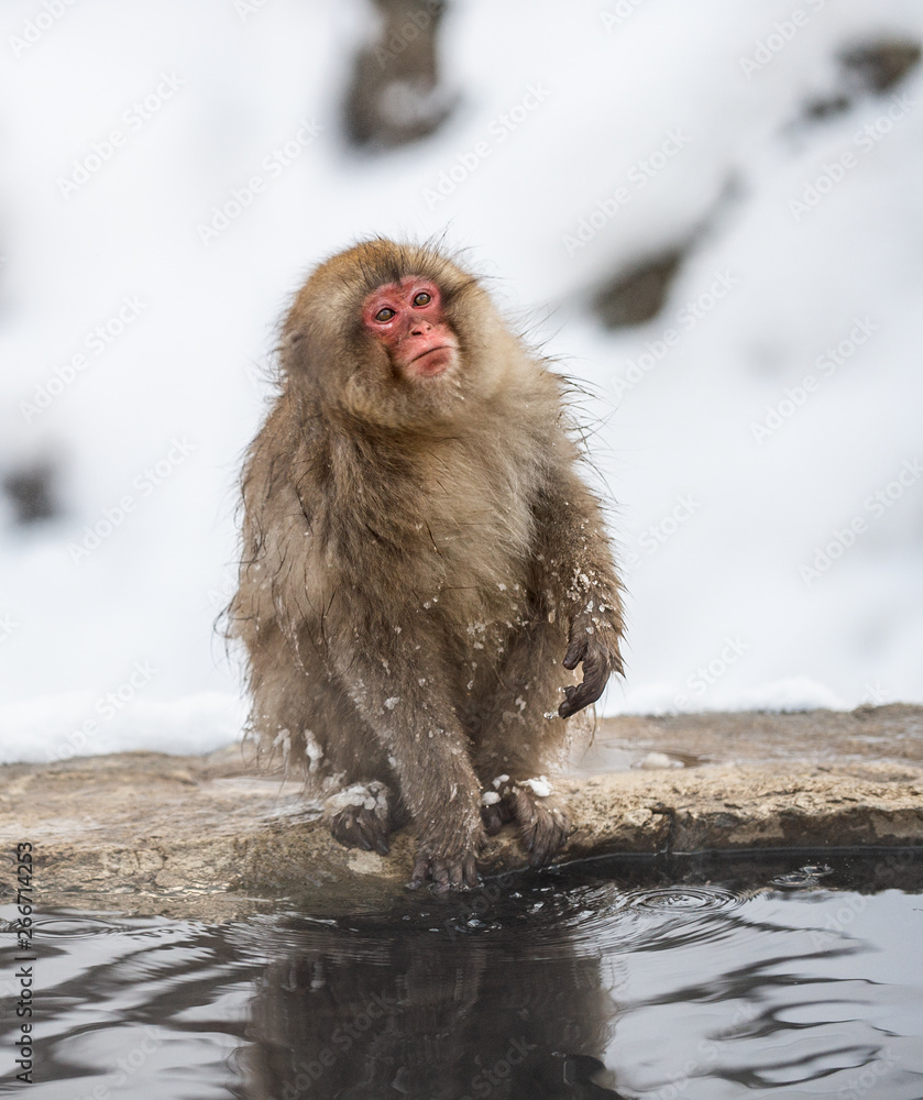Naklejka premium Japanese macaque on the stone near natural hot springs. The Japanese macaque ( Scientific name: Macaca fuscata), also known as the snow monkey. Natural habitat, winter season.