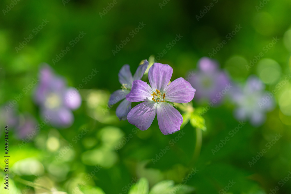 Wild geranium, geranium maculatum, blooming in the Spring. Wild geranium, geranium maculatum, blooming in the Spring.