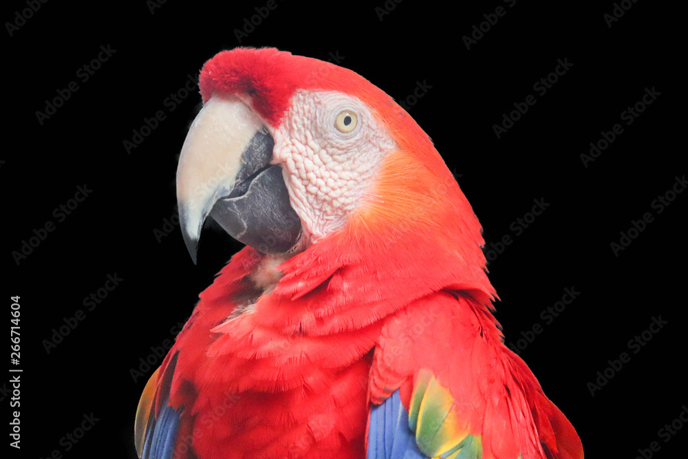 Fototapeta premium Red and blue macaw isolated on black background
