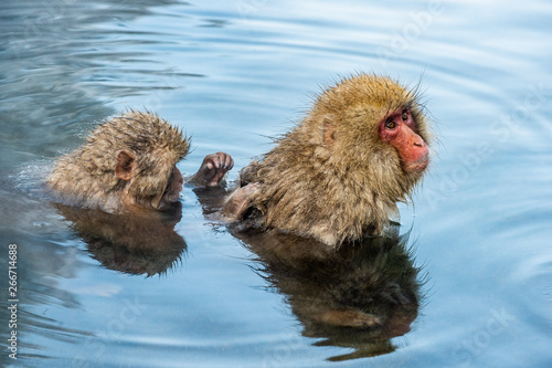 Japanese macaques is grooming, checking for fleas and ticks. The Japanese macaque in the water of natural hot springs. Scientific name: Macaca fuscata, also known as the snow monkey. Natural habitat.