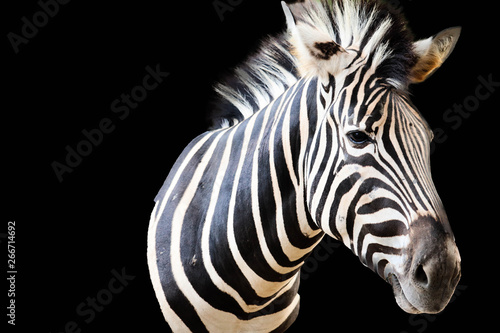 zebra isolated on black background © Akarat
