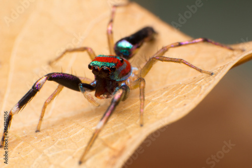 Close up of jumper spider on the dry leaf in Thailand, Beautiful Jumping Spider. photo