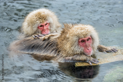 Japanese macaques is grooming  checking for fleas and ticks. The Japanese macaque in the water of natural hot springs. Scientific name  Macaca fuscata  also known as the snow monkey. Natural habitat.