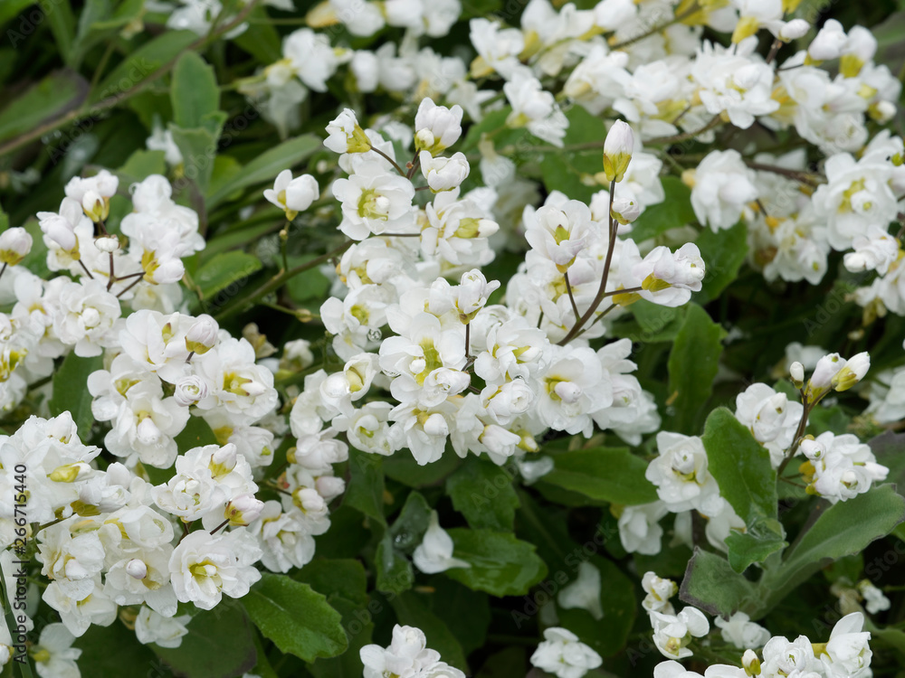 Arabis caucasica 'Plena'. Arabette du Caucase à fleurs blanches ou corbeille d'argent au feuillage vert bleuté Arabis caucasica 'Plena'. Arabette du Caucase à fleurs blanches ou corbeille d'argent au feuillage vert bleuté