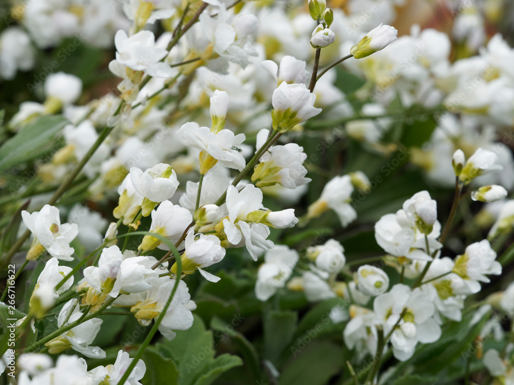 Arabis caucasica 'Plena' - Die Kaukasische Gänsekresse Arabis caucasica 'Plena' - Die Kaukasische Gänsekresse
