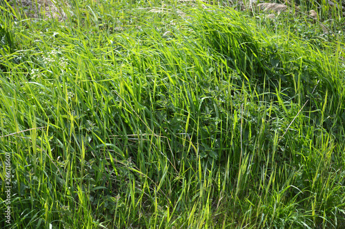 Gras als Background