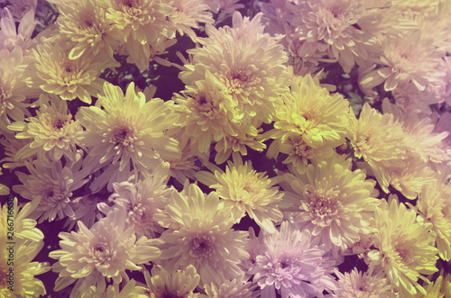 Background of small flowers of chrysanthemums.
