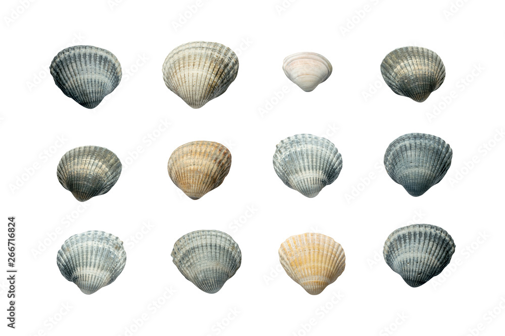 Collection of Seashells isolated on white Background. Collection of Seashells isolated on white Background.
