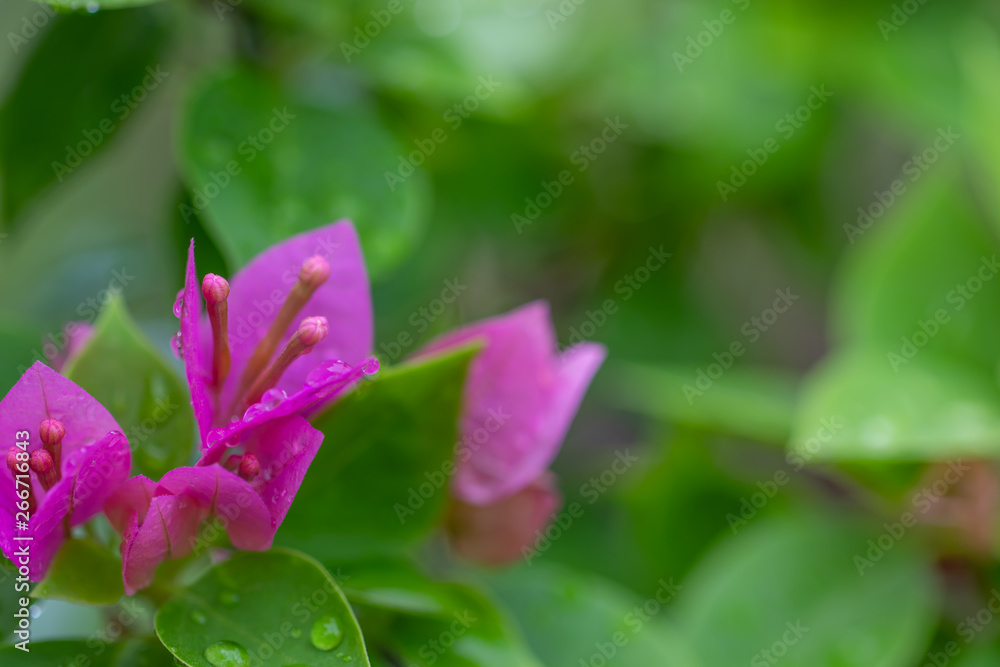 Bougainvillea bougainvillea with luscious drops and green leaves, purple bougainvillea flowers Bougainvillea bougainvillea with luscious drops and green leaves, purple bougainvillea flowers