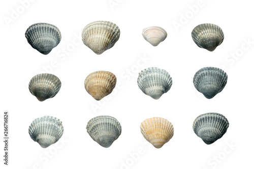 Collection of Seashells isolated on white Background.