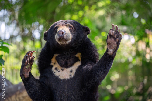 Sun bear relaxing in nature.