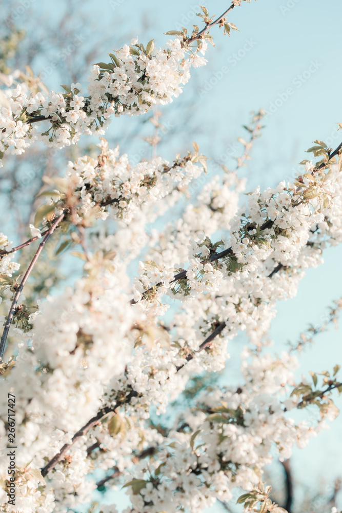 Branches with white cherry blossoms in orchard in spring Branches with white cherry blossoms in orchard in spring