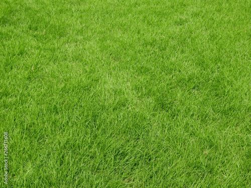 green grass lawn texture background