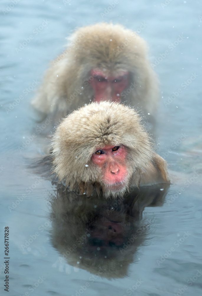 Naklejka premium Japanese macaques in the water of natural hot springs. Cleaning procedure. The Japanese macaque, Scientific name: Macaca fuscata, also known as the snow monkey.