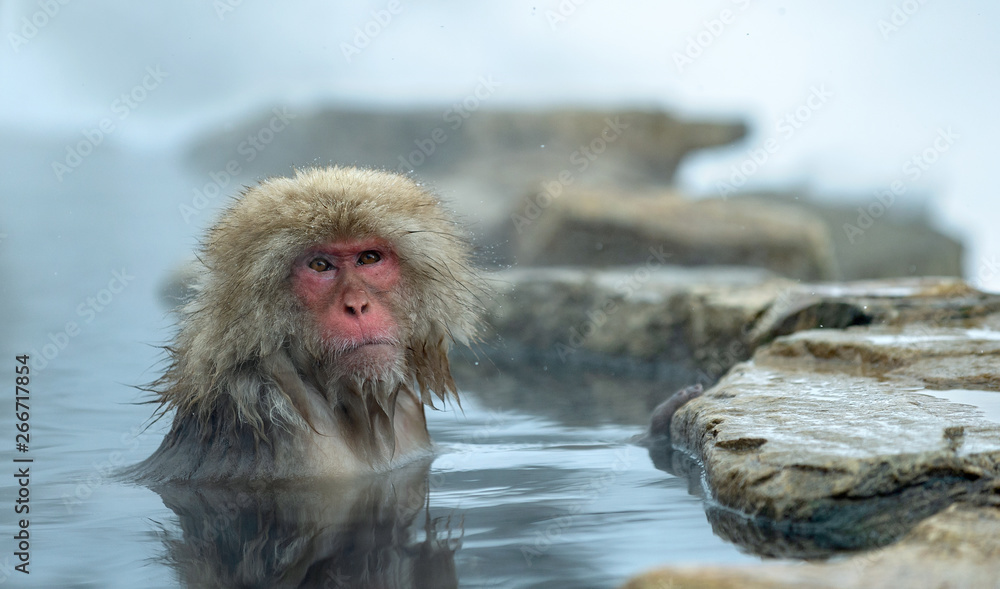 Naklejka premium The Japanese macaque at Jigokudani hotsprings. Japanese macaque,Scientific name: Macaca fuscata, also known as the snow monkey.