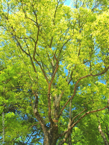 新緑の楠と青空