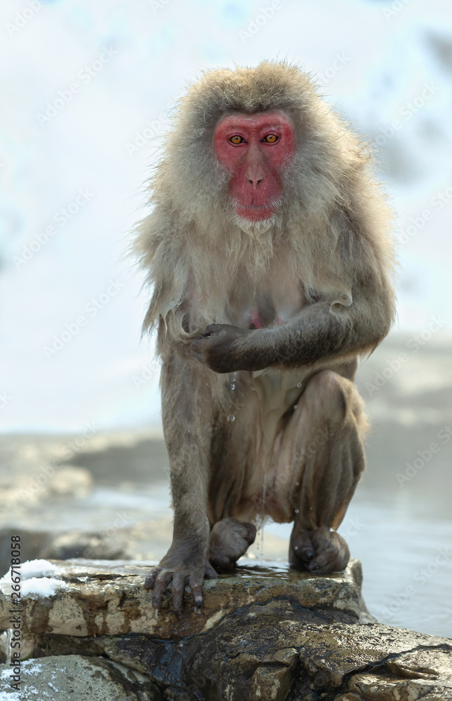 Naklejka premium Wet Japanese macaque on the stone at natural hot springs in Winter season. The Japanese macaque ( Scientific name: Macaca fuscata), also known as the snow monkey.