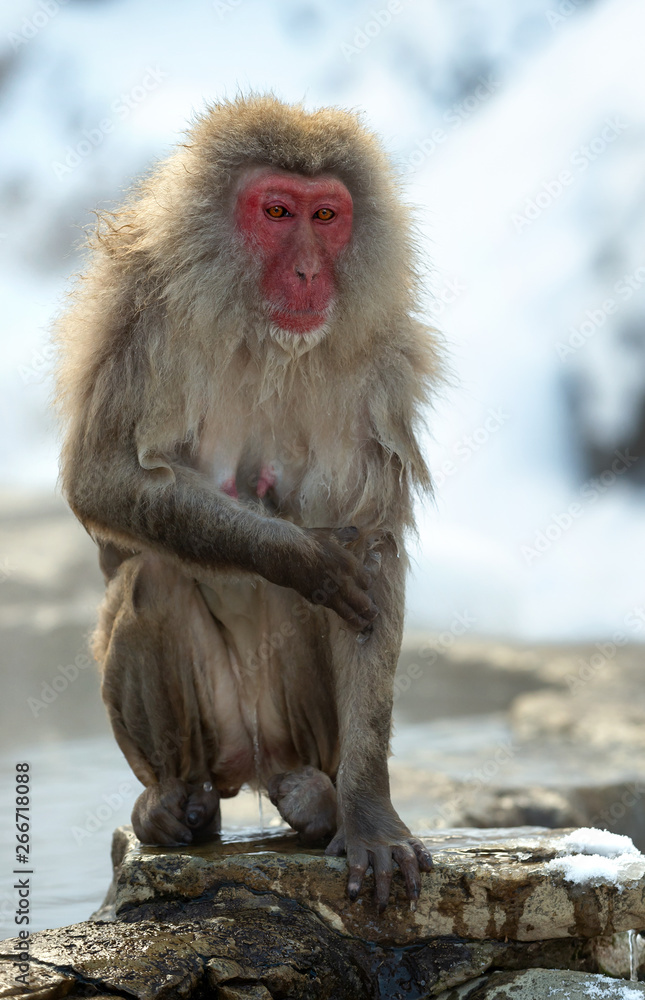 Wet Japanese macaque on the stone at natural hot springs in Winter season. The Japanese macaque ( Scientific name: Macaca fuscata), also known as the snow monkey. Wet Japanese macaque on the stone at natural hot springs in Winter season. The Japanese macaque ( Scientific name: Macaca fuscata), also known as the snow monkey.