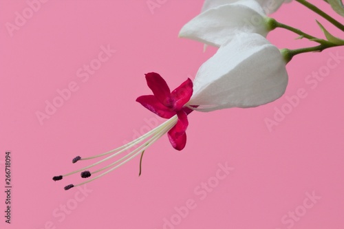 Flower Clerodendrum thomsoniae on a pink background, high contrast, close-up, bright natural colors. photo