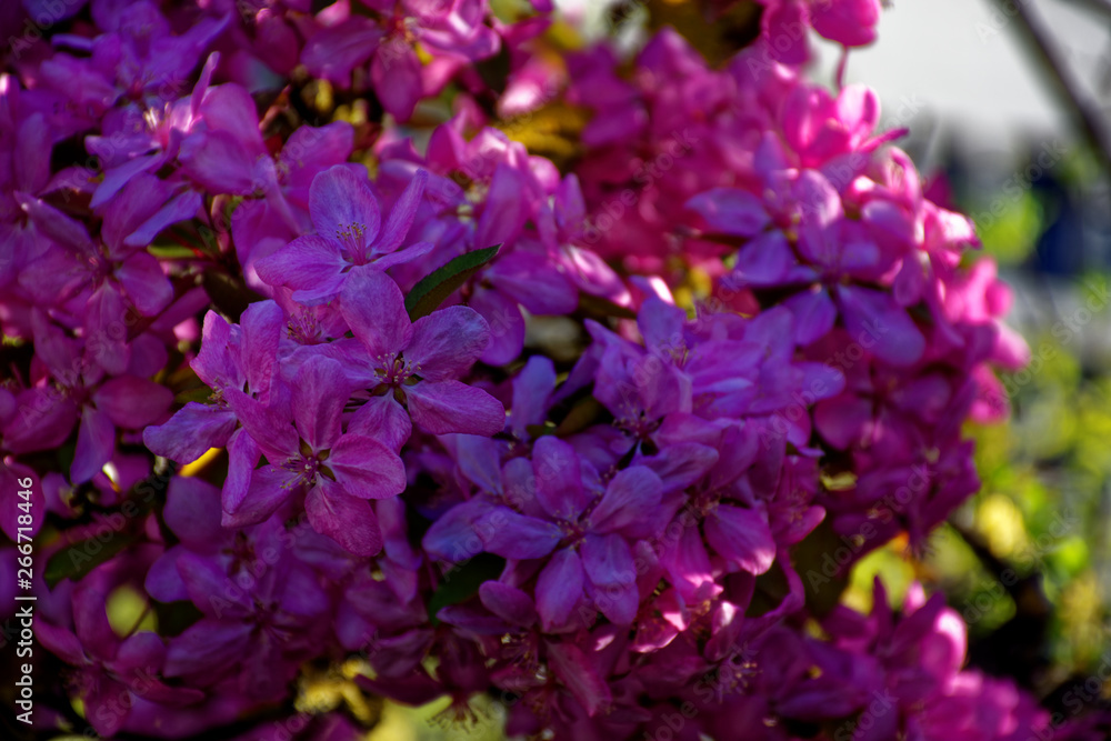 beautiful colors of nature in the spring Park beautiful colors of nature in the spring Park