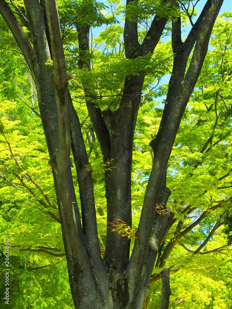 Fototapeta premium 新緑の欅の大木と青空
