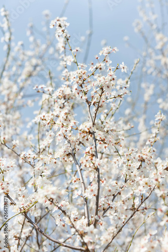 Pflaumenblüte © SKatzenberger