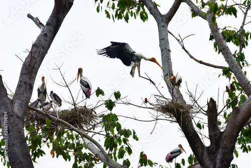 Chai nat Thailand December 26 2019 see birds at Chai NAT Bird Park is a place of chainat province. Bird cage is the biggest in Asia, covering an area of 26 hectares and contains various species birds. photo