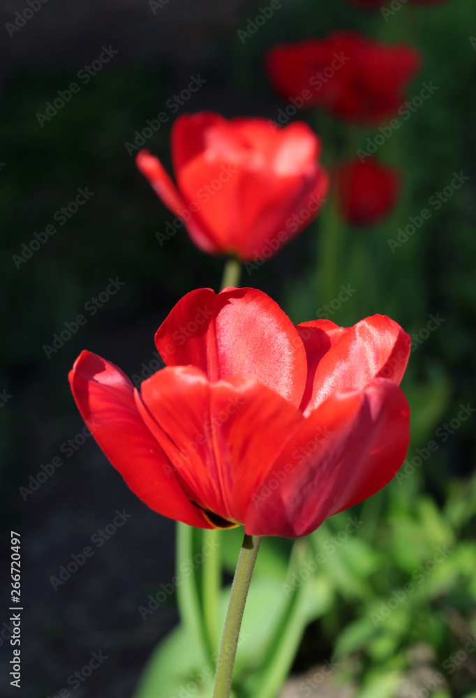 Close-up of a beautiful, large red tulip flower in the rays of the bright sun. Blur effect Close-up of a beautiful, large red tulip flower in the rays of the bright sun. Blur effect