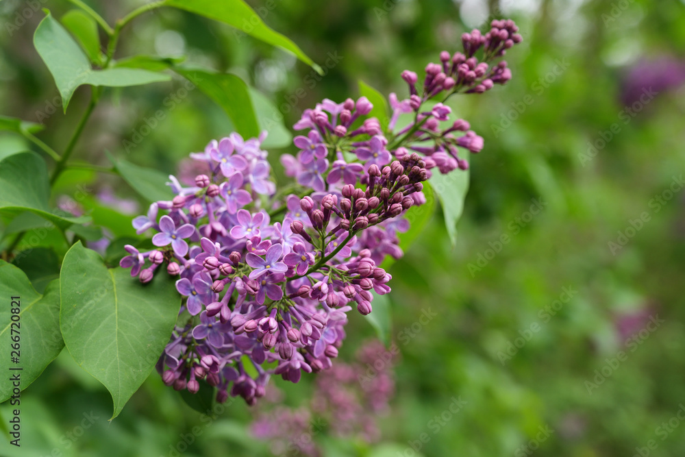 Blooming purple lilac or syringa  vulgaris branch in springtime, copy space, selected focus, narrow depth of field